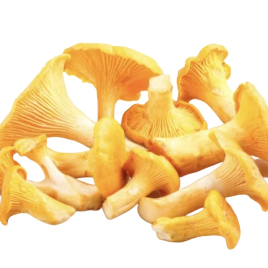Image of a mushroom