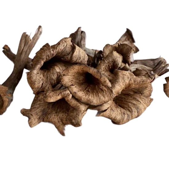 Image of a mushroom