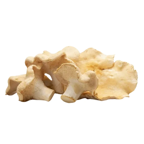 Image of a mushroom